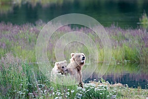 Brown bear sow and cub