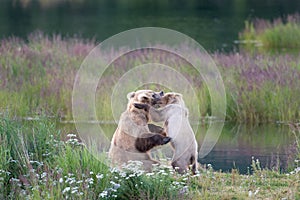 Brown bear sow and cub