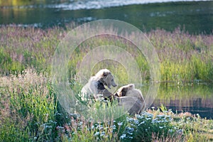 Brown bear sow and cub