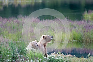 Brown bear sow and cub