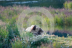 Brown bear sow and cub