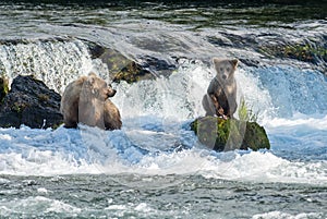 Brown bear sow and cub at Brooks Falls