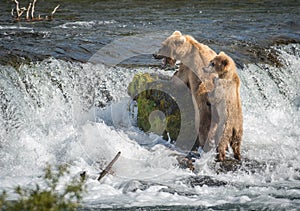 Brown bear sow and cub at Brooks Falls