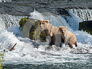 Brown bear sow and cub at Brooks Falls