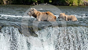 Brown bear sow and cub at Brooks Falls