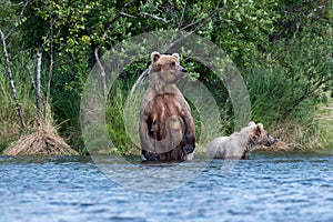 Brown bear sow and cub in Brooks River