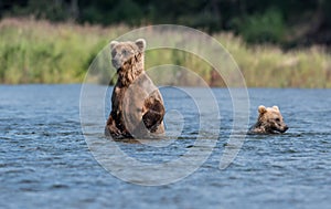 Brown bear sow and cub in Brooks River