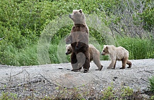 Brown Bear Sow and Cubs