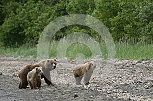 Brown Bear sow and Cubs