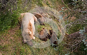 Brown bear sow and cubs sleeping