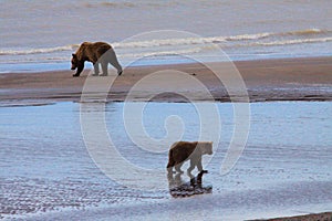 Brown Bear sow and her cub