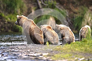 Brown bear sow and her cubs