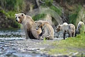 Brown bear sow and her cubs