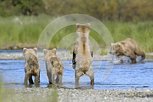 Brown bear sow and her three cubs