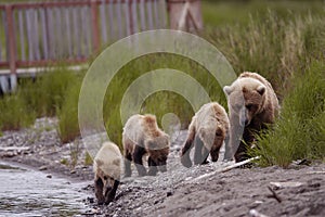 Brown bear sow with her three cubs