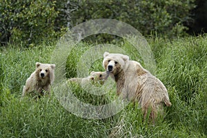 Brown bear sow and her two cubs