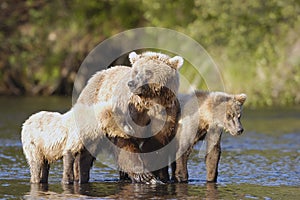 Brown bear sow with her two cubs