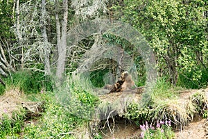 Brown bear sow nursing cubs