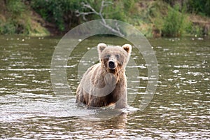 Brown bear sow in river