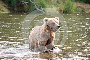 Brown bear sow in river