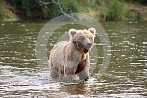 Brown bear sow in river