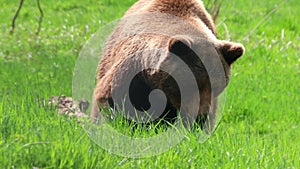 brown bear on a spring meadow 4k 30fps video