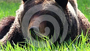 brown bear on a spring meadow 4k 30fps video