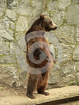 Brown bear standing photo