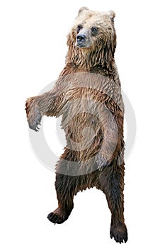 Brown bear standing