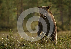 Brown bear standing