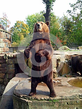 Brown bear standing