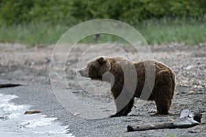 Brown bear standing on the beach