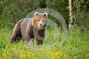 Medveď hnedý stojaci na kvitnúcej paseke v jarnej prírode