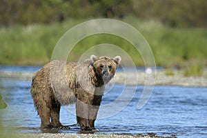 Brown bear standing in Brooks River