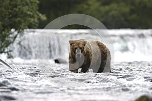 Brown bear standing in Brooks River