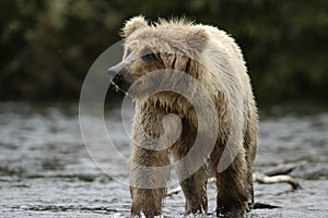 Brown bear standing in Brooks River