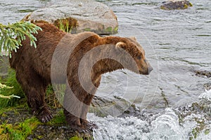 A Brown Bear Standing By Brooks River