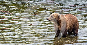 Brown bear standing in the Brooks River fishing for salmon, Katmai National Park, Alaska, USA