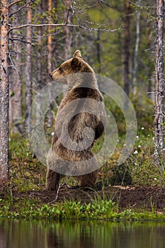 Brown bear standing in Finnish forest with reflection from lake