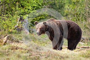 Brown bear standing on green glade in springtime nature