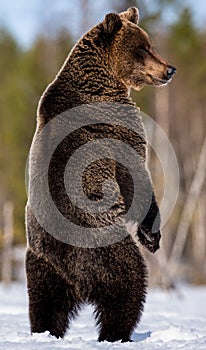 Brown bear standing on his hind legs