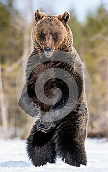 Brown bear standing on his hind legs