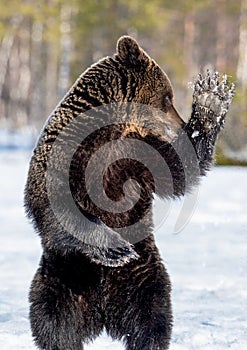 Brown bear standing on his hind legs