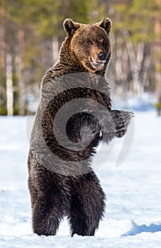 Brown bear standing on his hind legs .