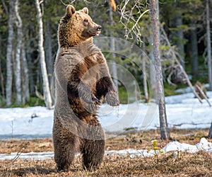 Brown Bear standing on his hind legs