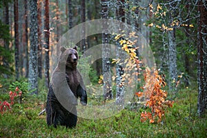 Brown bear standing on his hind legs in the autumn forest.