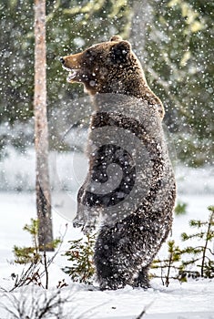 Brown bear standing on his hind legs on the snow in the winter forest.