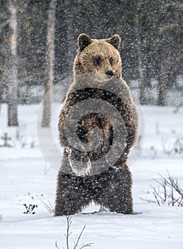 Brown bear standing on his hind legs on the snow in the winter forest.