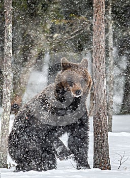 Brown bear standing on his hind legs on the snow in the winter forest.