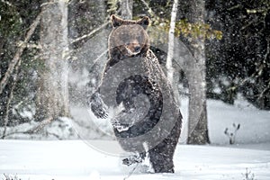 Brown bear standing on his hind legs on the snow in the winter forest.